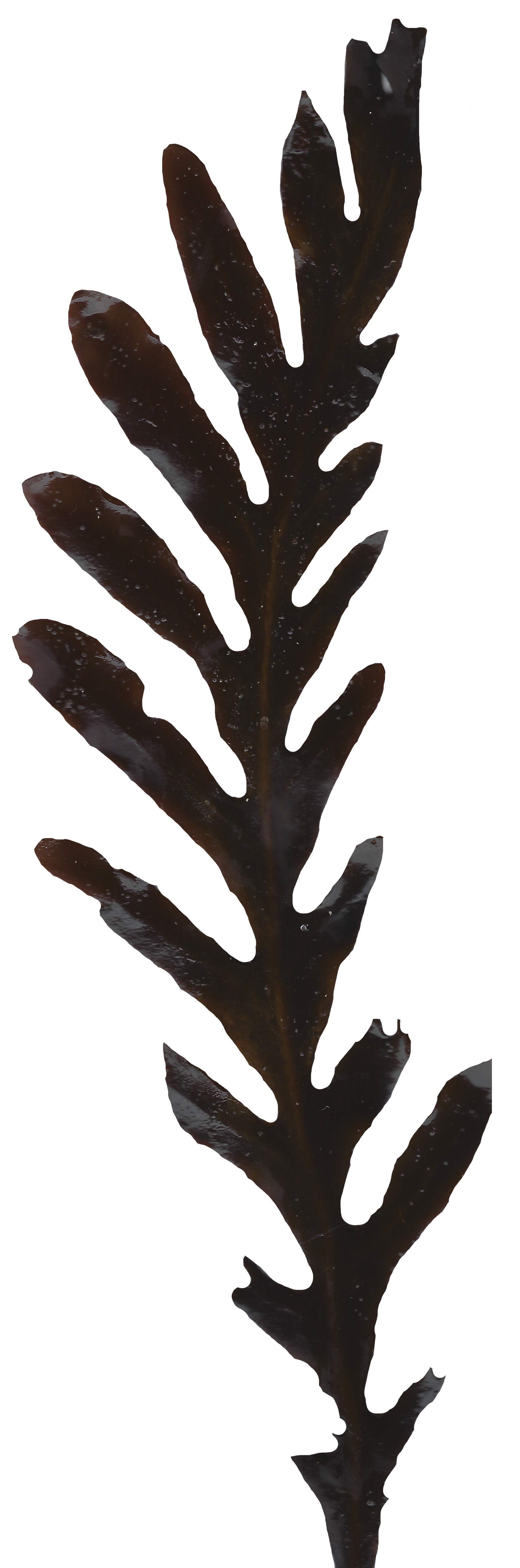 Red and Brown Algae Scanned Texture Pack - 37 Textures Texture_15