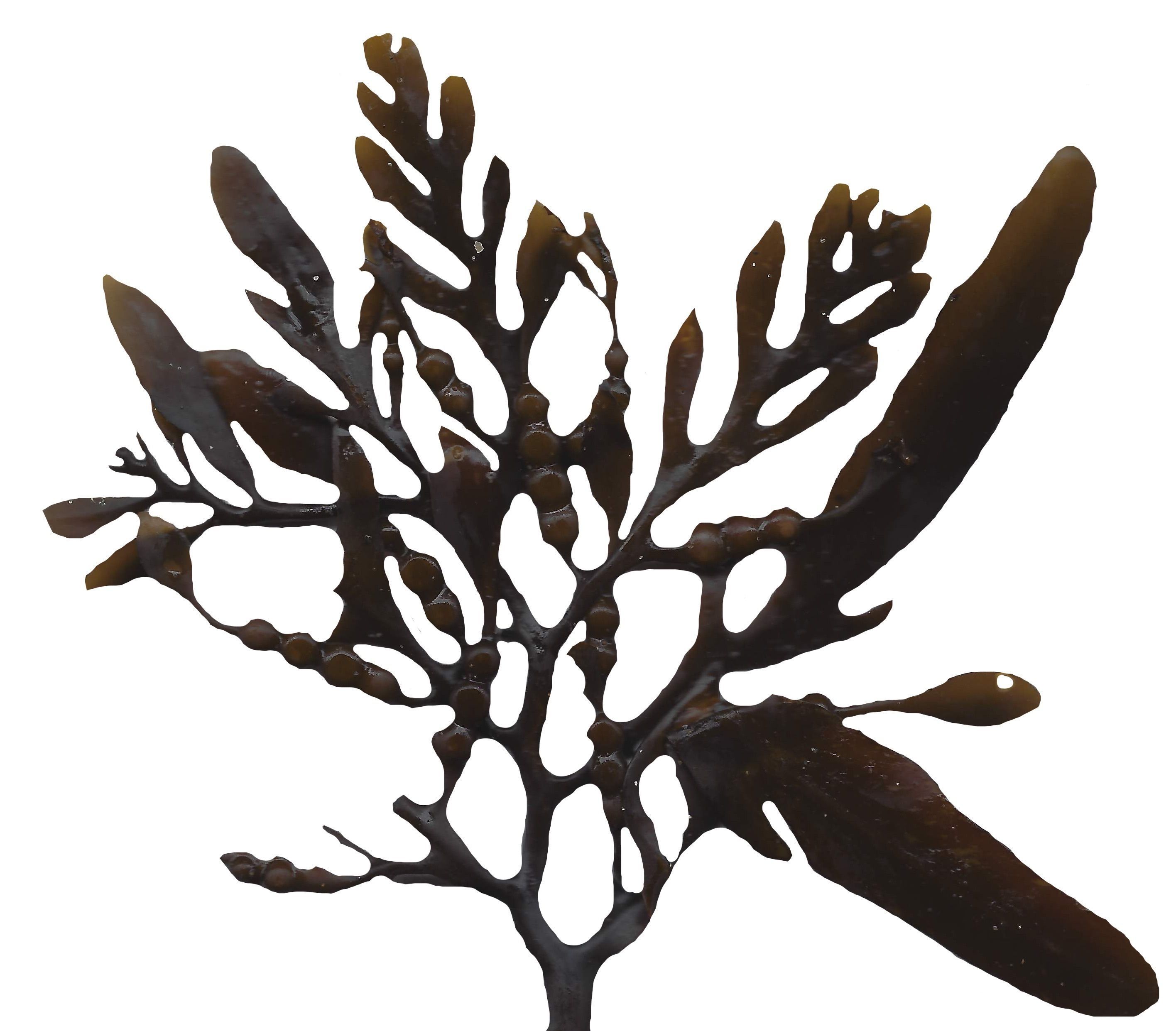 Red and Brown Algae Scanned Texture Pack - 37 Textures Texture_17