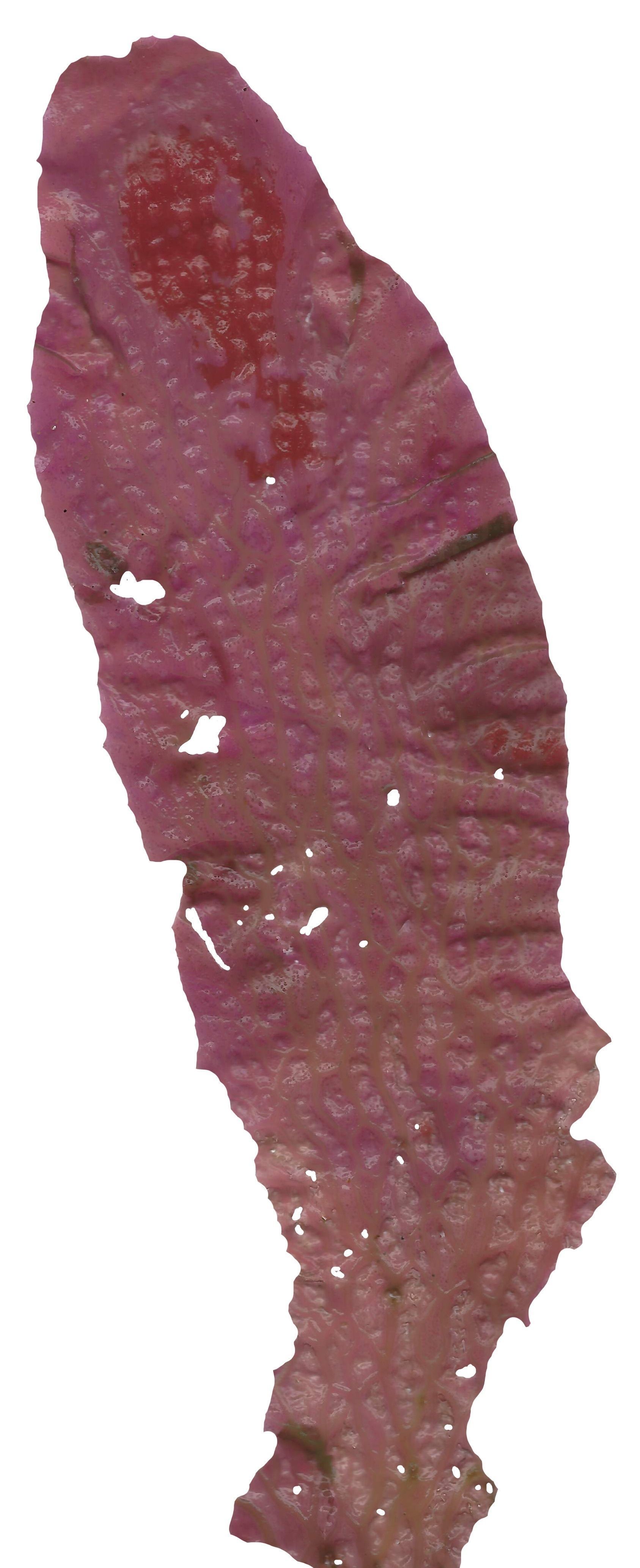 Red and Brown Algae Scanned Texture Pack - 37 Textures Texture_10