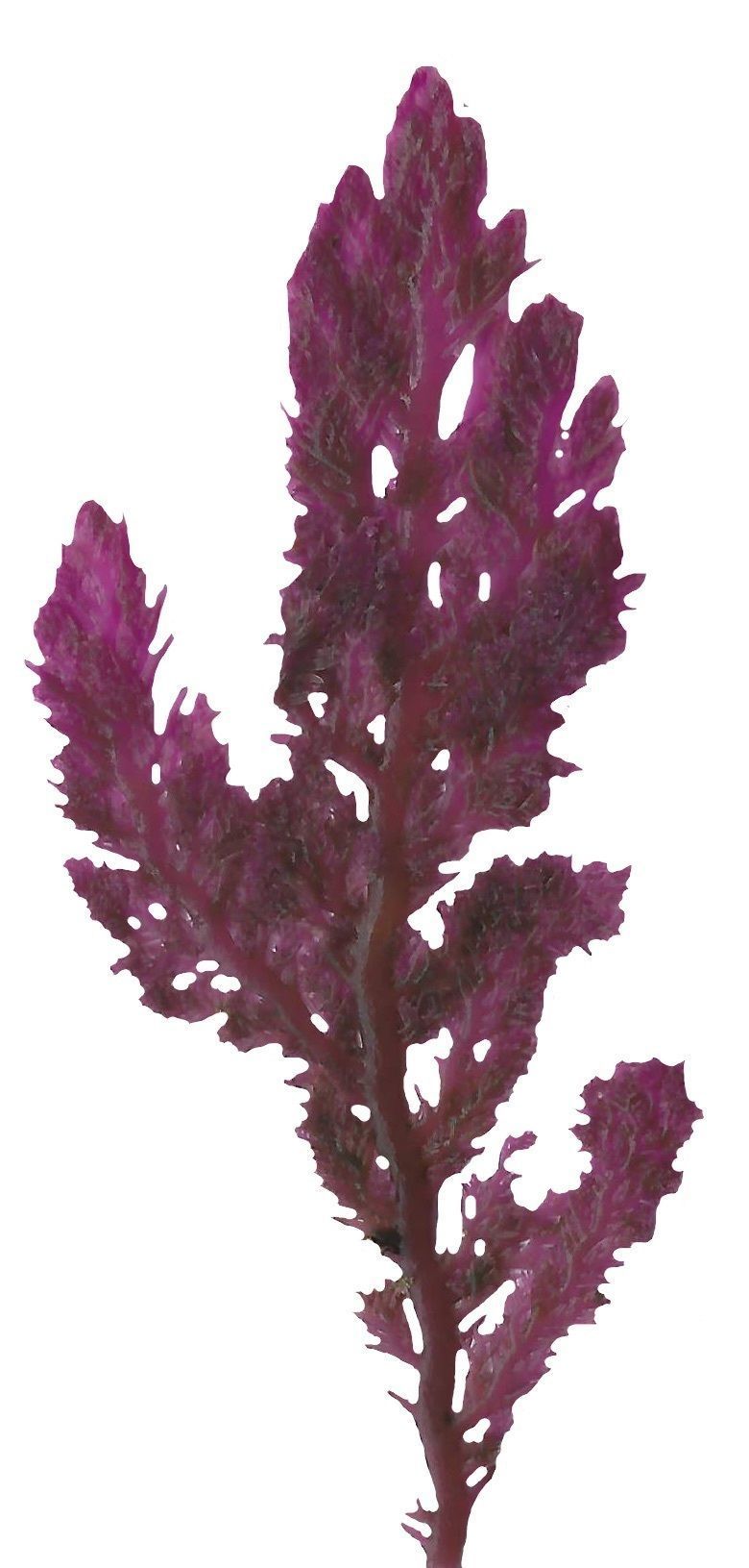 Red and Brown Algae Scanned Texture Pack - 37 Textures Texture_34