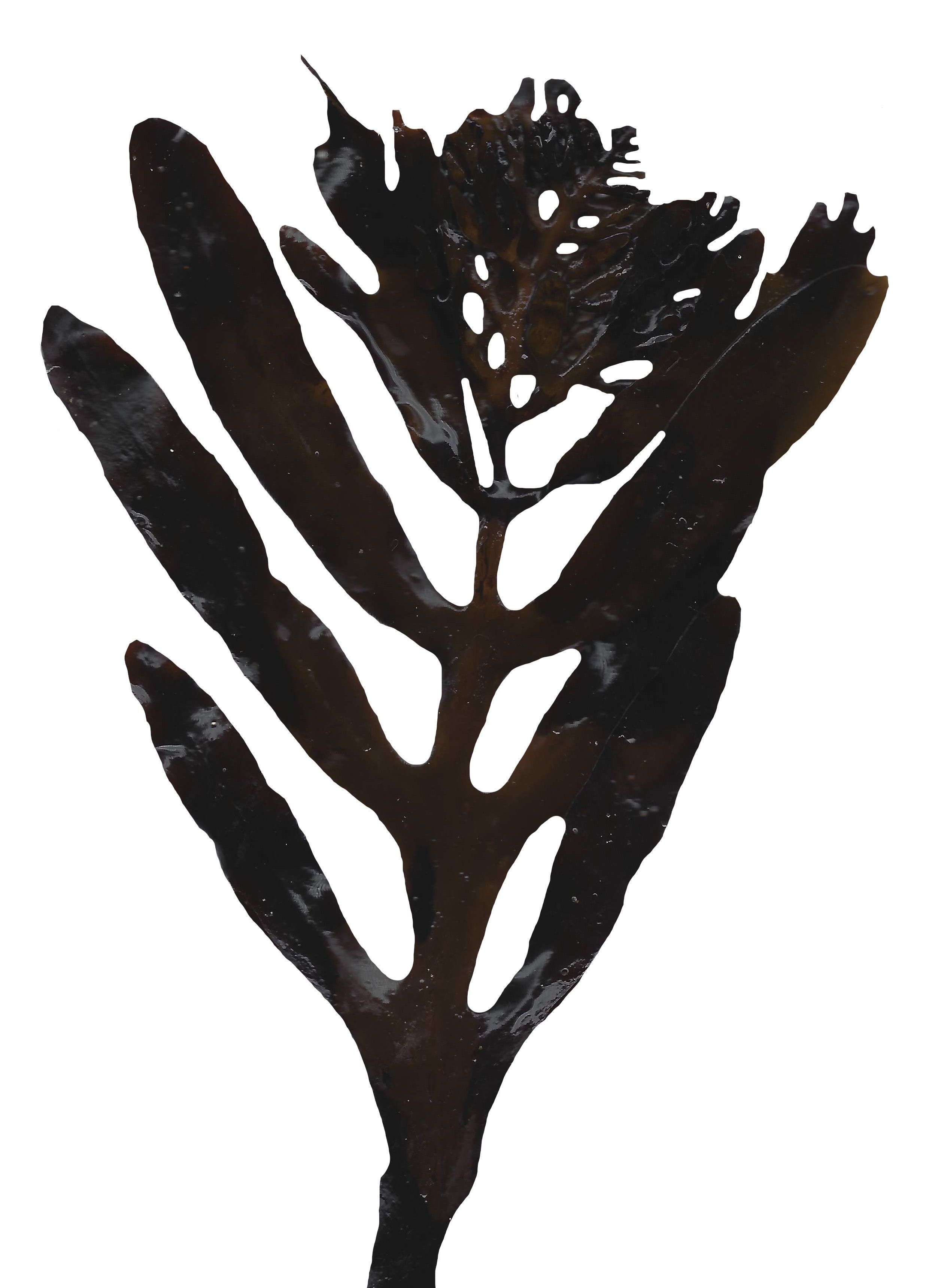 Red and Brown Algae Scanned Texture Pack - 37 Textures Texture_36