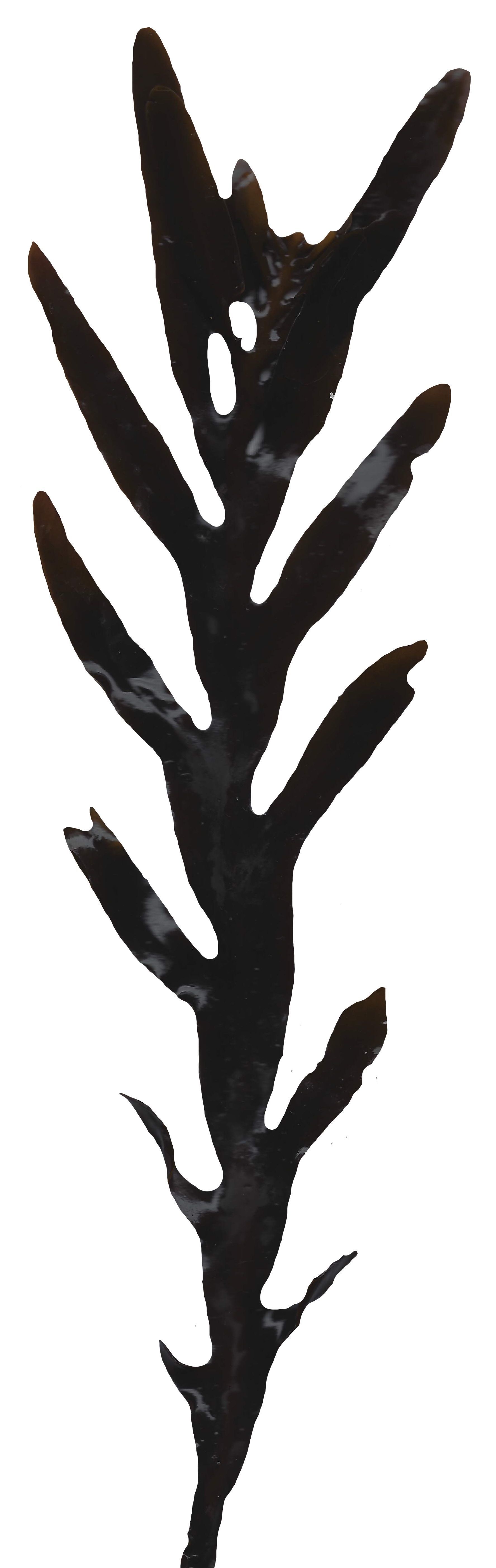 Red and Brown Algae Scanned Texture Pack - 37 Textures Texture_22