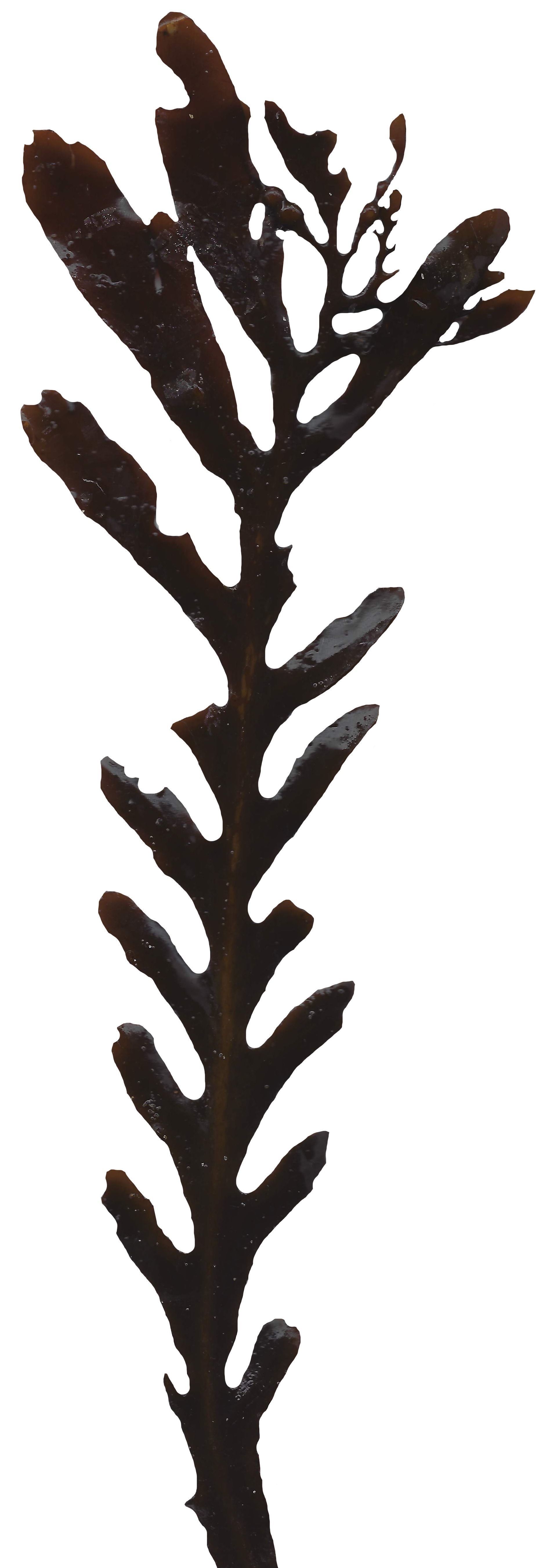 Red and Brown Algae Scanned Texture Pack - 37 Textures Texture_14