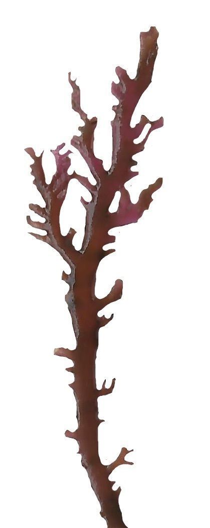 Red and Brown Algae Scanned Texture Pack - 37 Textures Texture_33