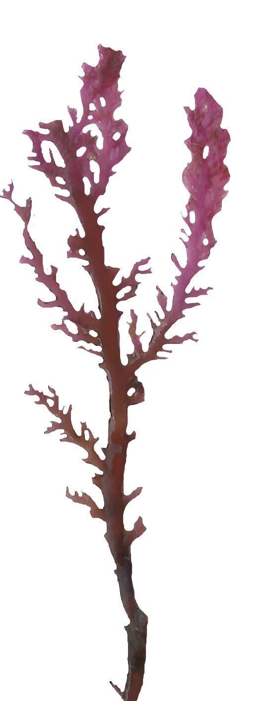 Red and Brown Algae Scanned Texture Pack - 37 Textures Texture_1