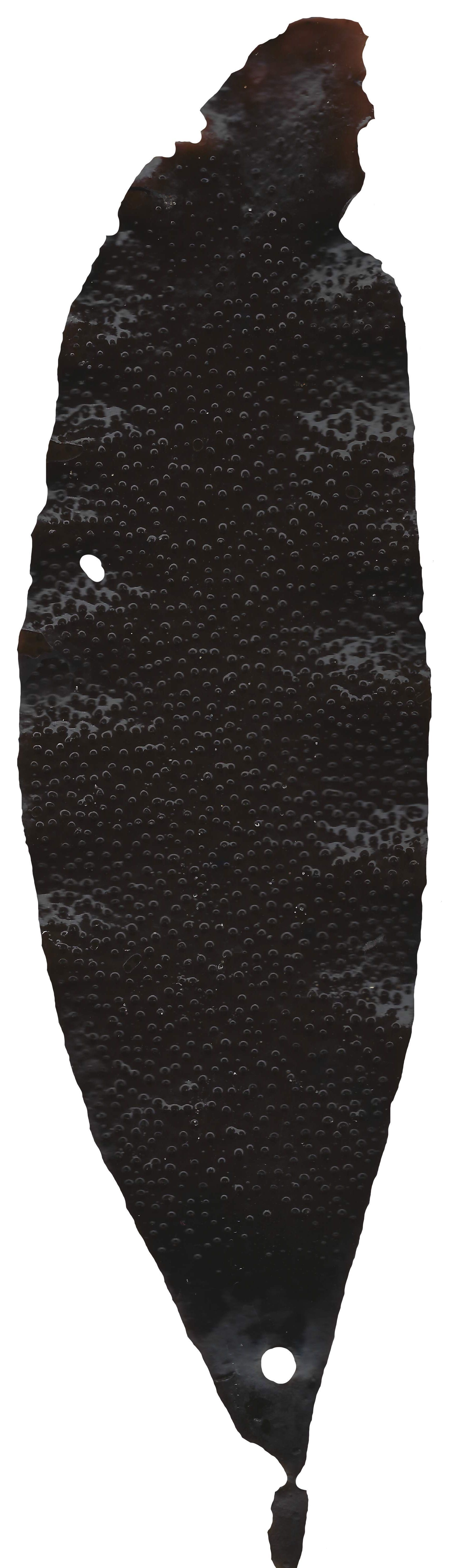 Red and Brown Algae Scanned Texture Pack - 37 Textures Texture_6