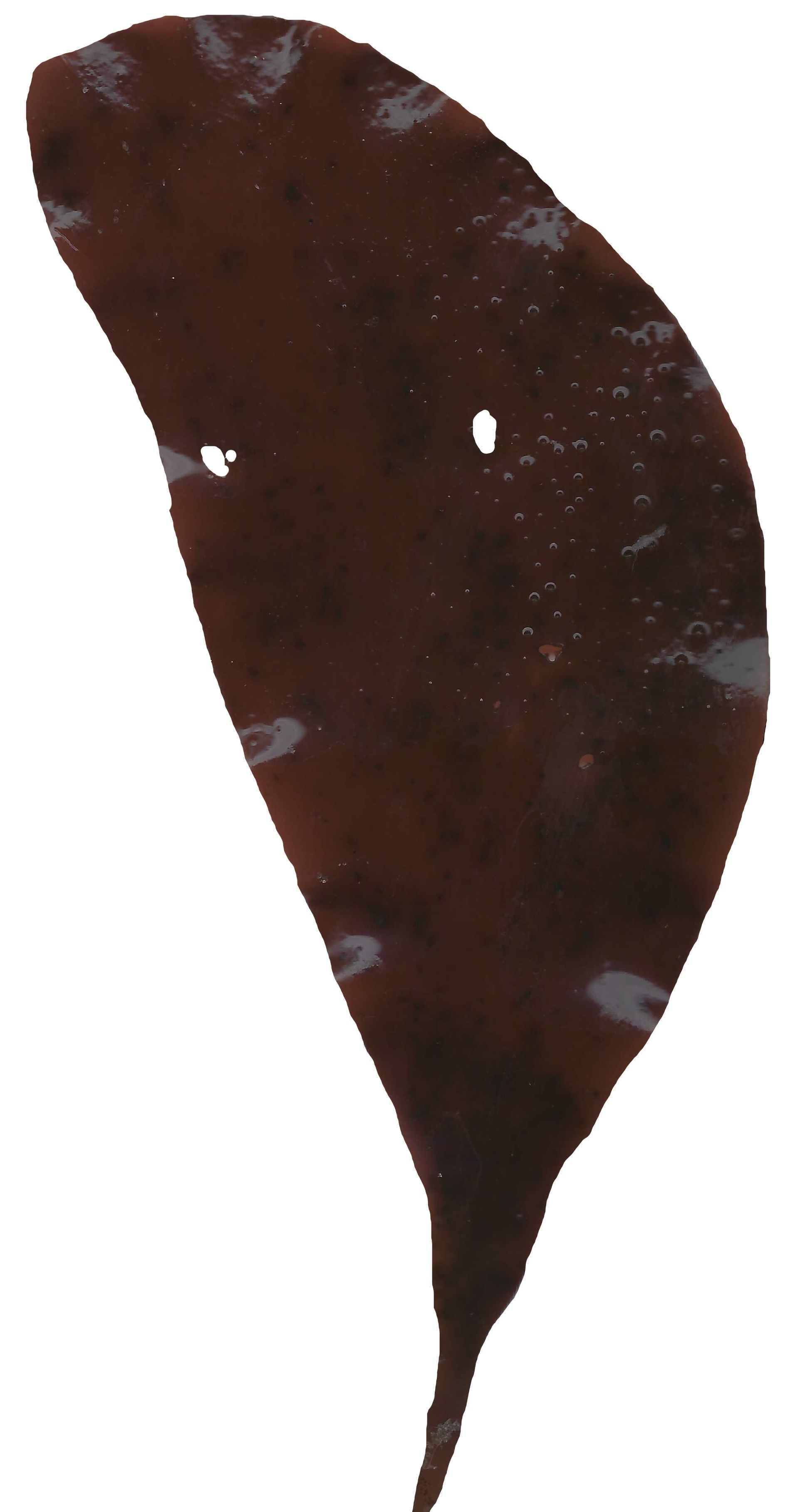 Red and Brown Algae Scanned Texture Pack - 37 Textures Texture_3