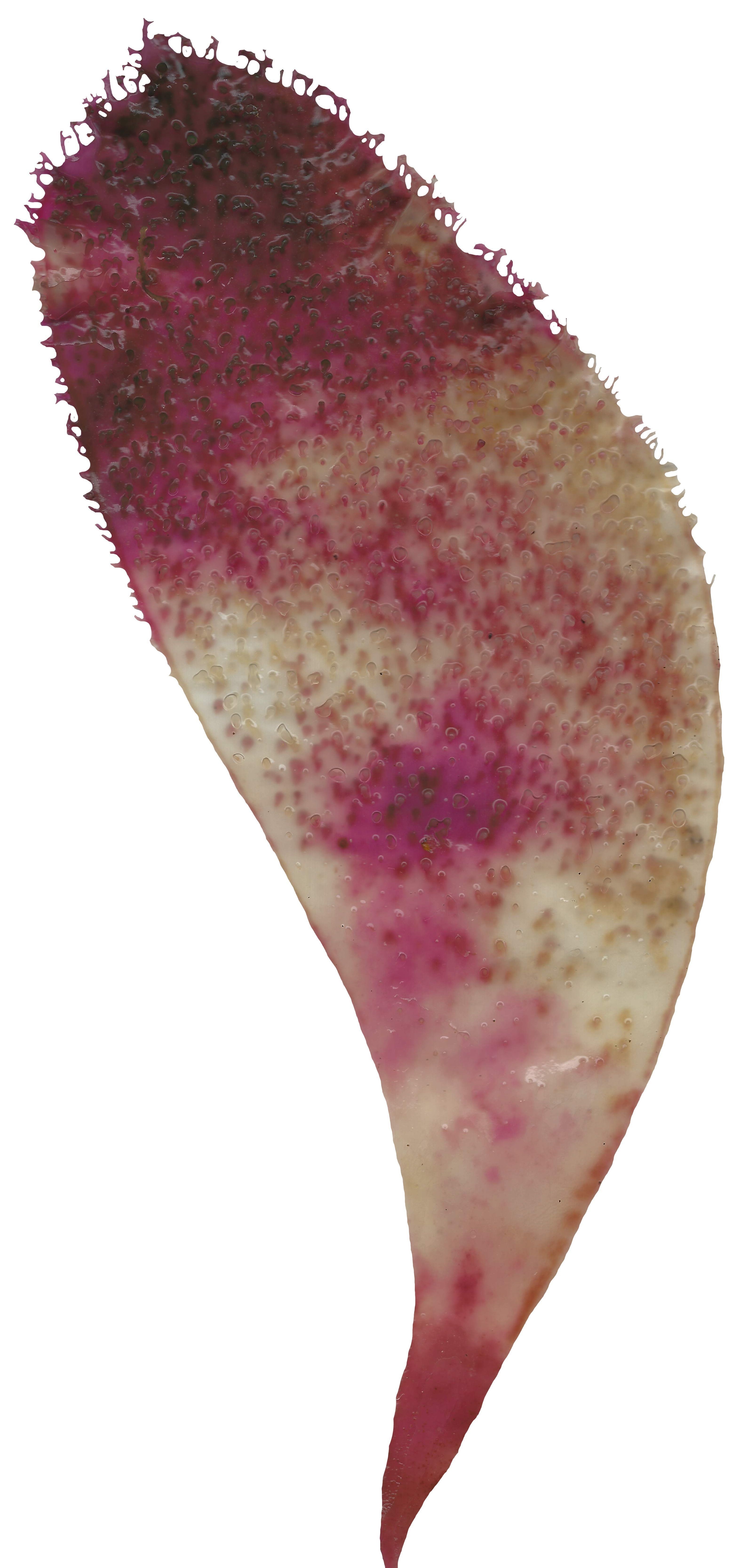 Red and Brown Algae Scanned Texture Pack - 37 Textures Texture_20