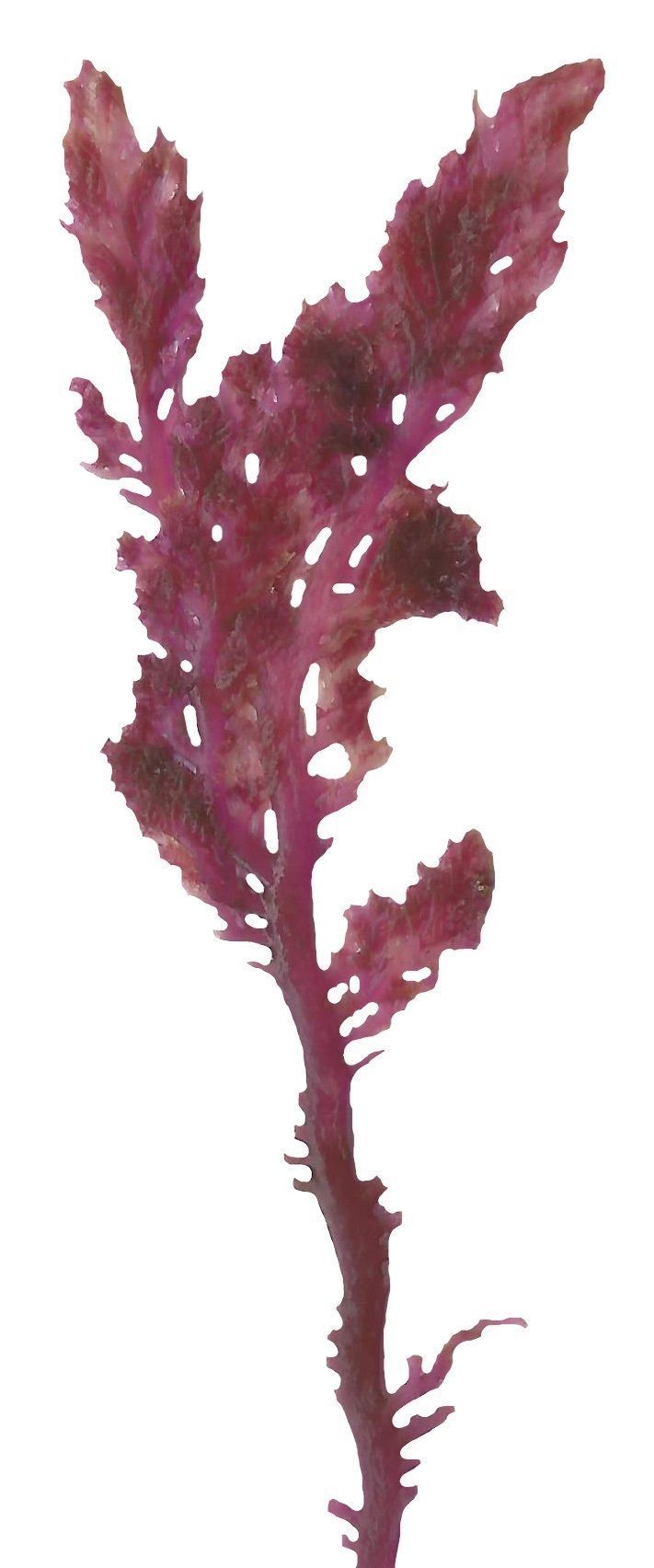 Red and Brown Algae Scanned Texture Pack - 37 Textures Texture_31