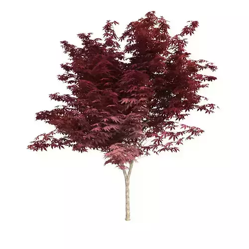 Red Japanese Maple