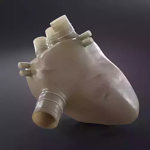 Artificial soft Heart Prototype Low-poly 3D model