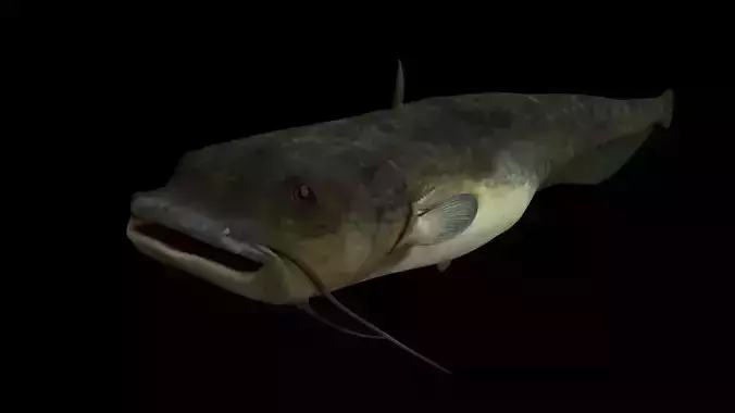 Cat fish 3D model rigged and animated