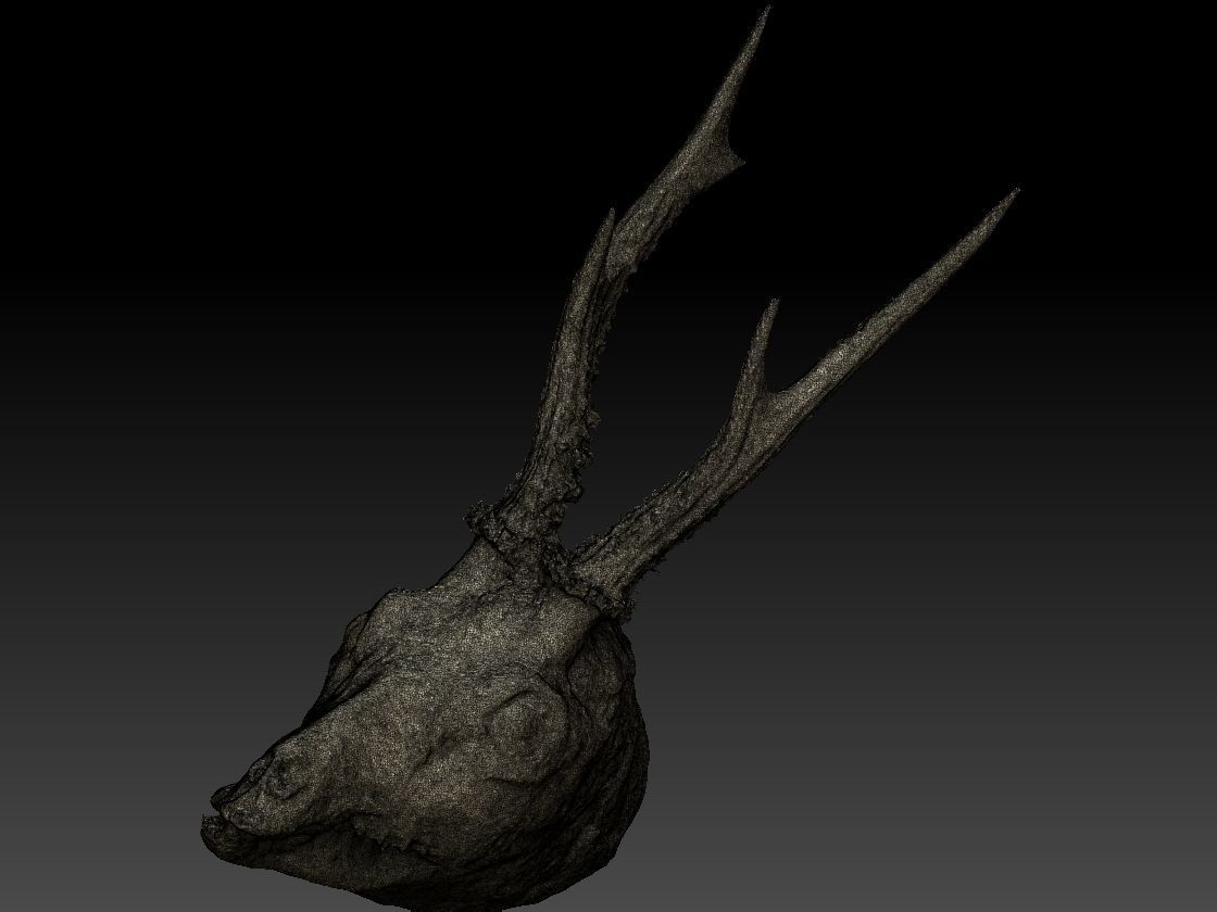 Skinned Deers Head High Detail Scan With Texture 3D model 3D model_4