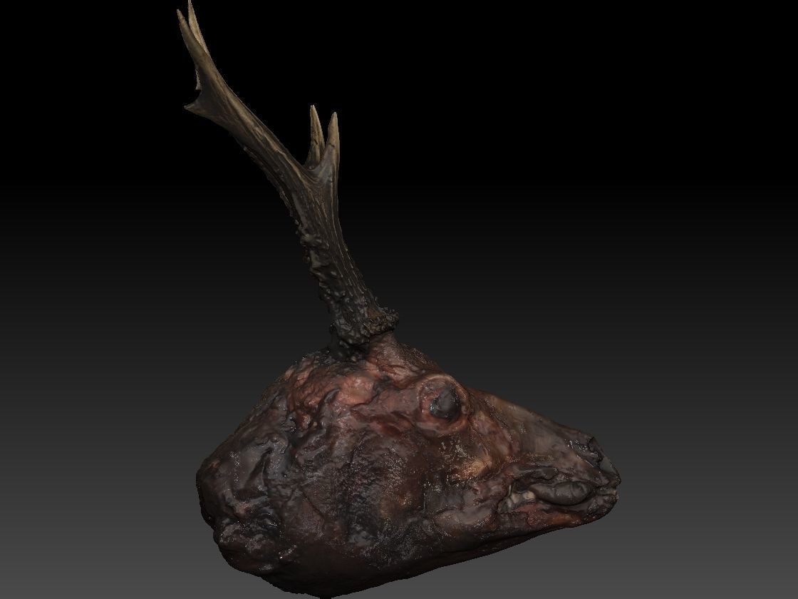 Skinned Deers Head High Detail Scan With Texture 3D model 3D model_7