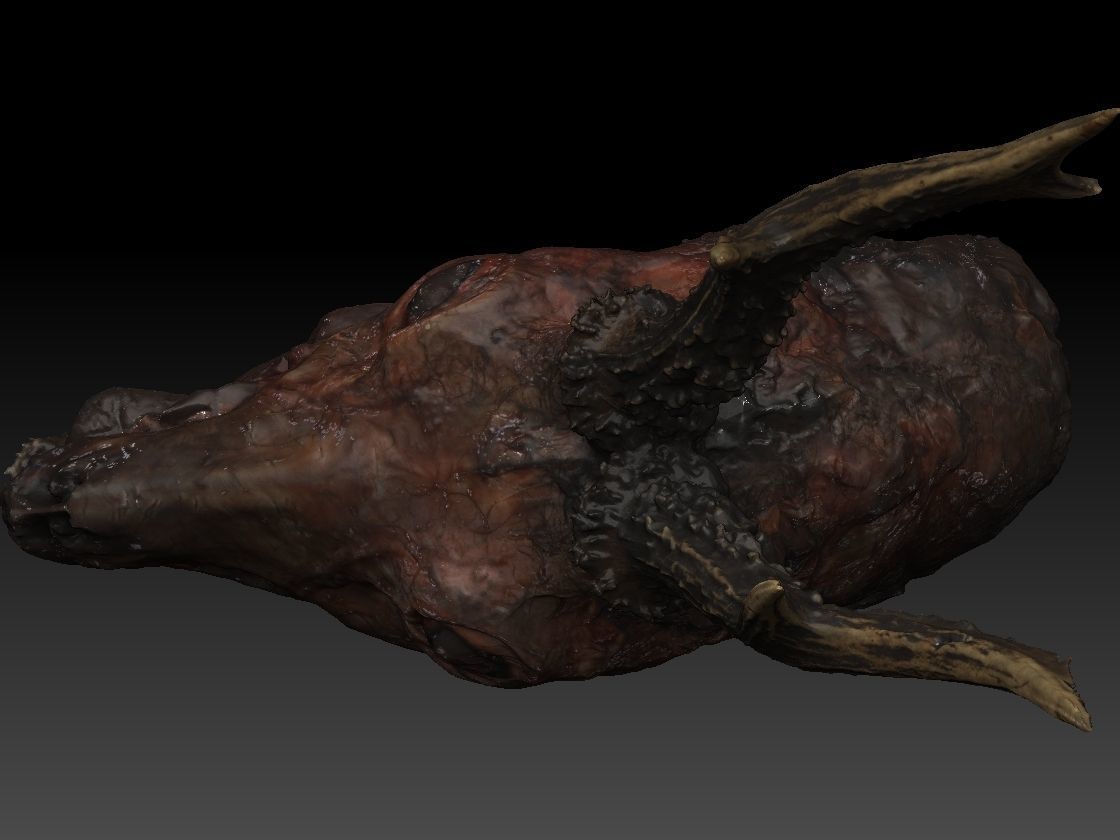 Skinned Deers Head High Detail Scan With Texture 3D model 3D model_2