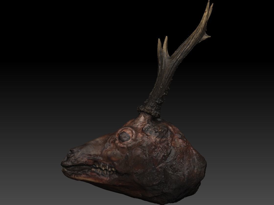 Skinned Deers Head High Detail Scan With Texture 3D model 3D model_5