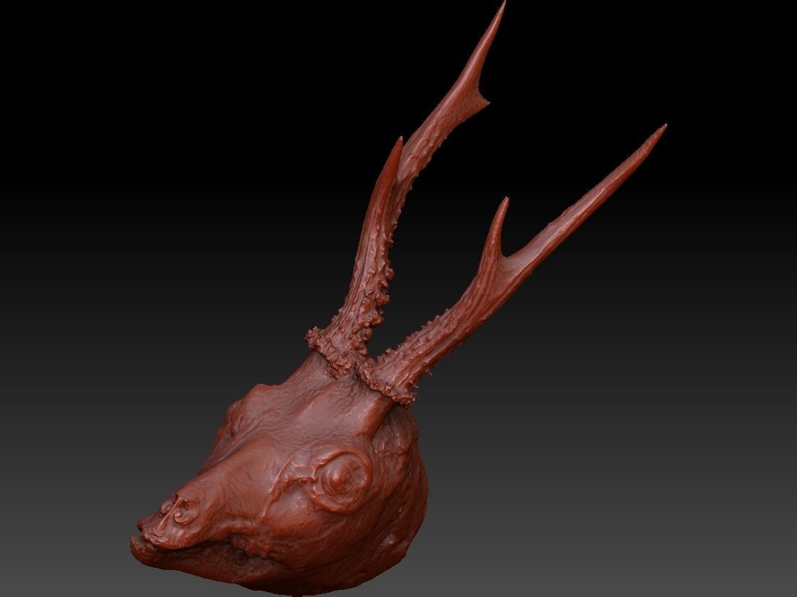 Skinned Deers Head High Detail Scan With Texture 3D model 3D model_3