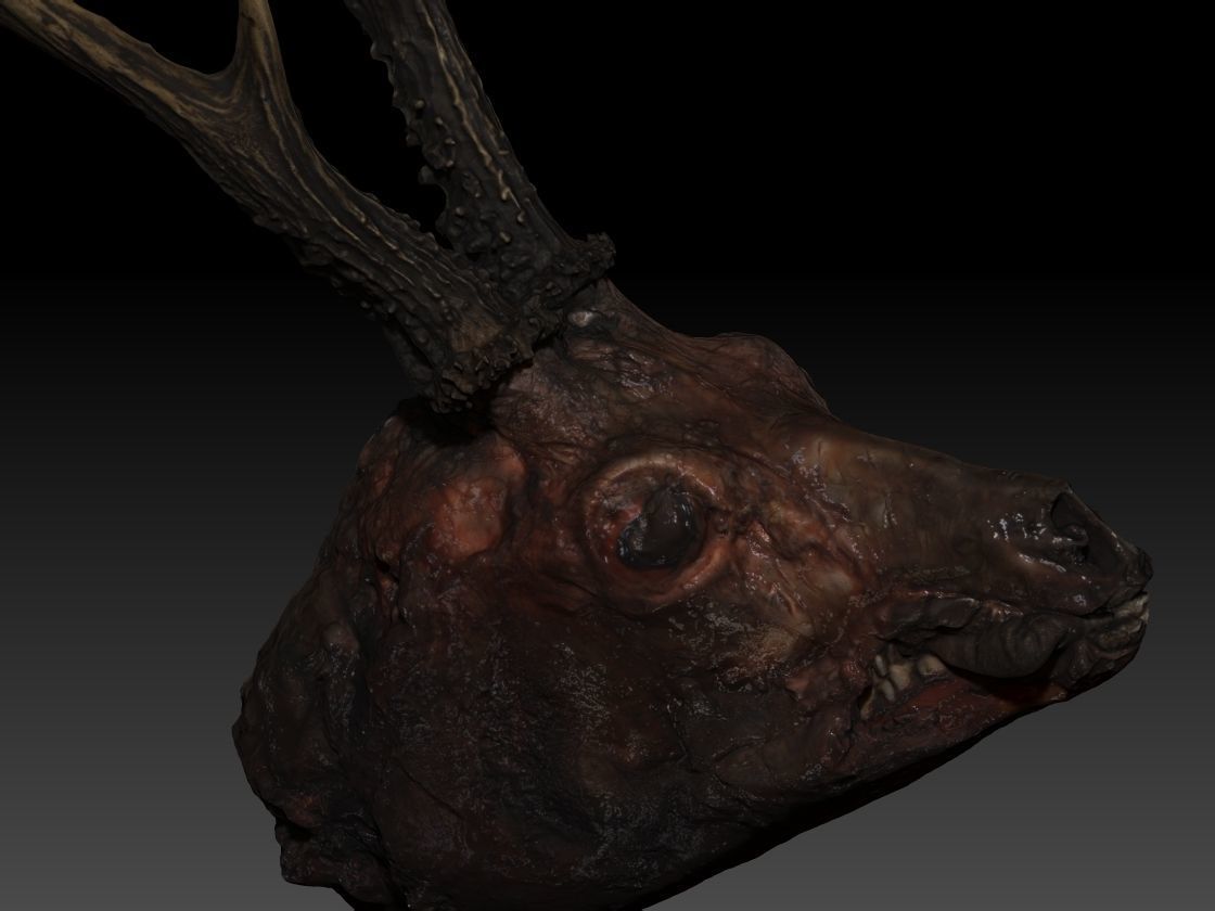 Skinned Deers Head High Detail Scan With Texture 3D model 3D model_1