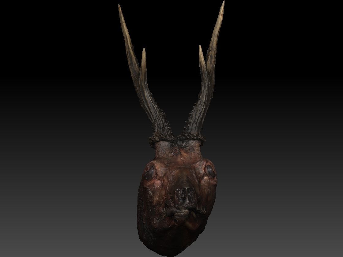 Skinned Deers Head High Detail Scan With Texture 3D model 3D model_6