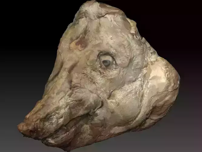 Skinned Pigs Head High Detail Scan With Texture 3D model 3D model