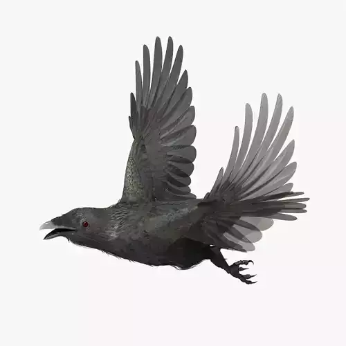 CROW - CORVUS - rigged - animated - Standard - PBR - VRAY  Low-poly 3D model