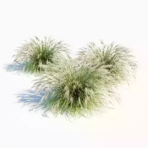 Miscanthus Sinensis 3D model