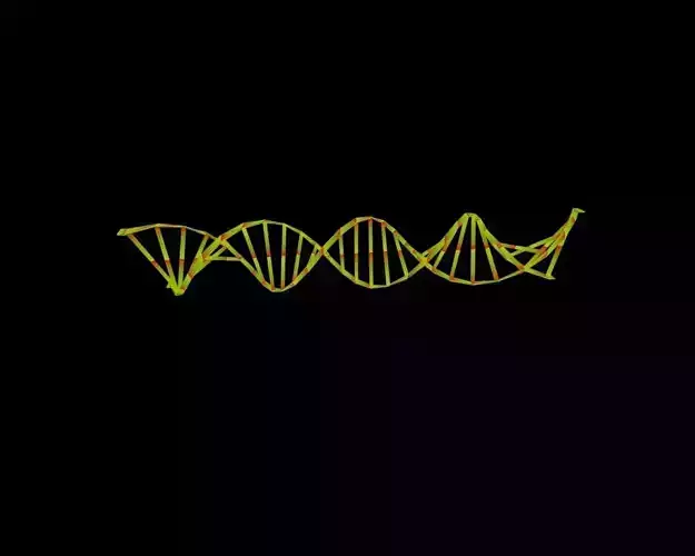 DNA 3D MODEL strand