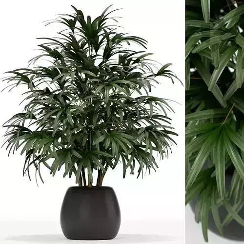 Plants collection 170