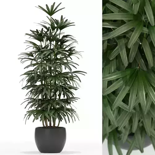 Plants collection 172