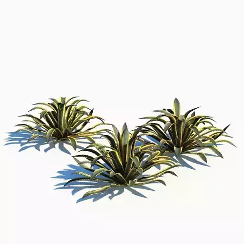 Agave Americana 3D model