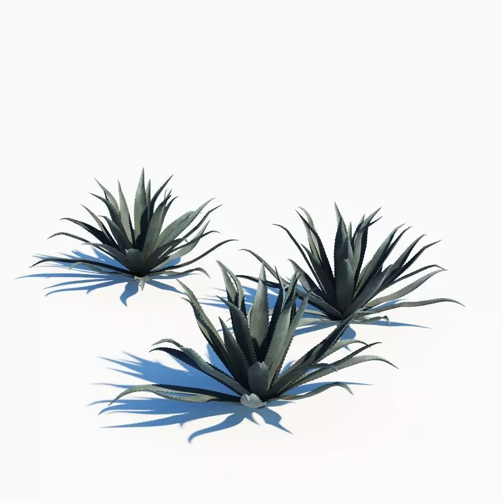 Agave Americana Blue 3D model