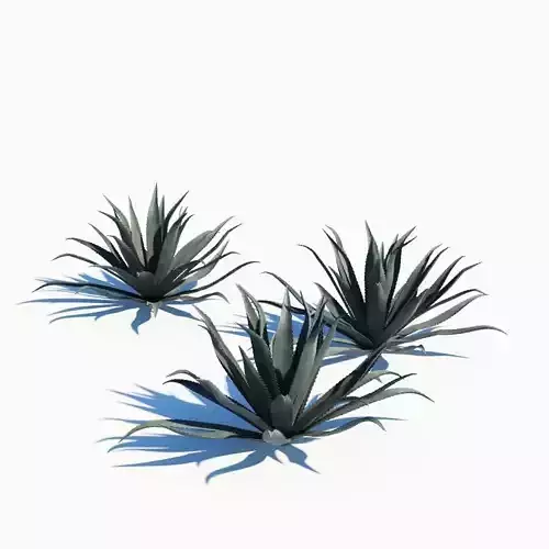 Agave Americana Blue 3D model