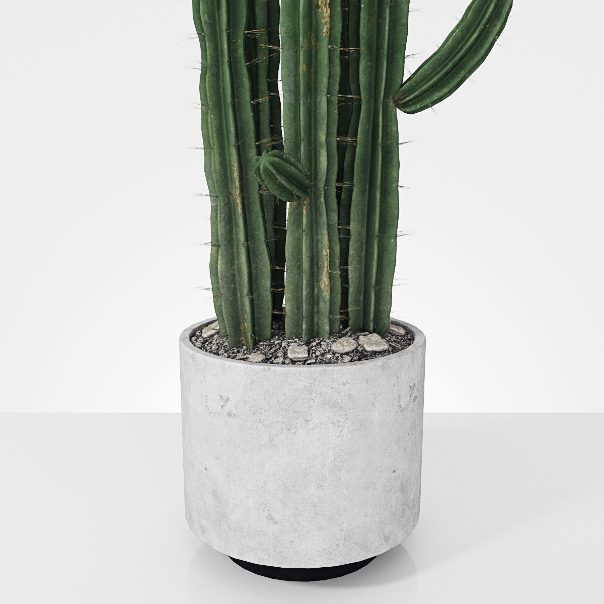 Plant 6 2 two cactus plants in pot 3D model_1