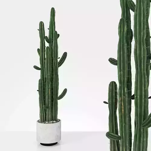 Plant 6 2 two cactus plants in pot 3D model