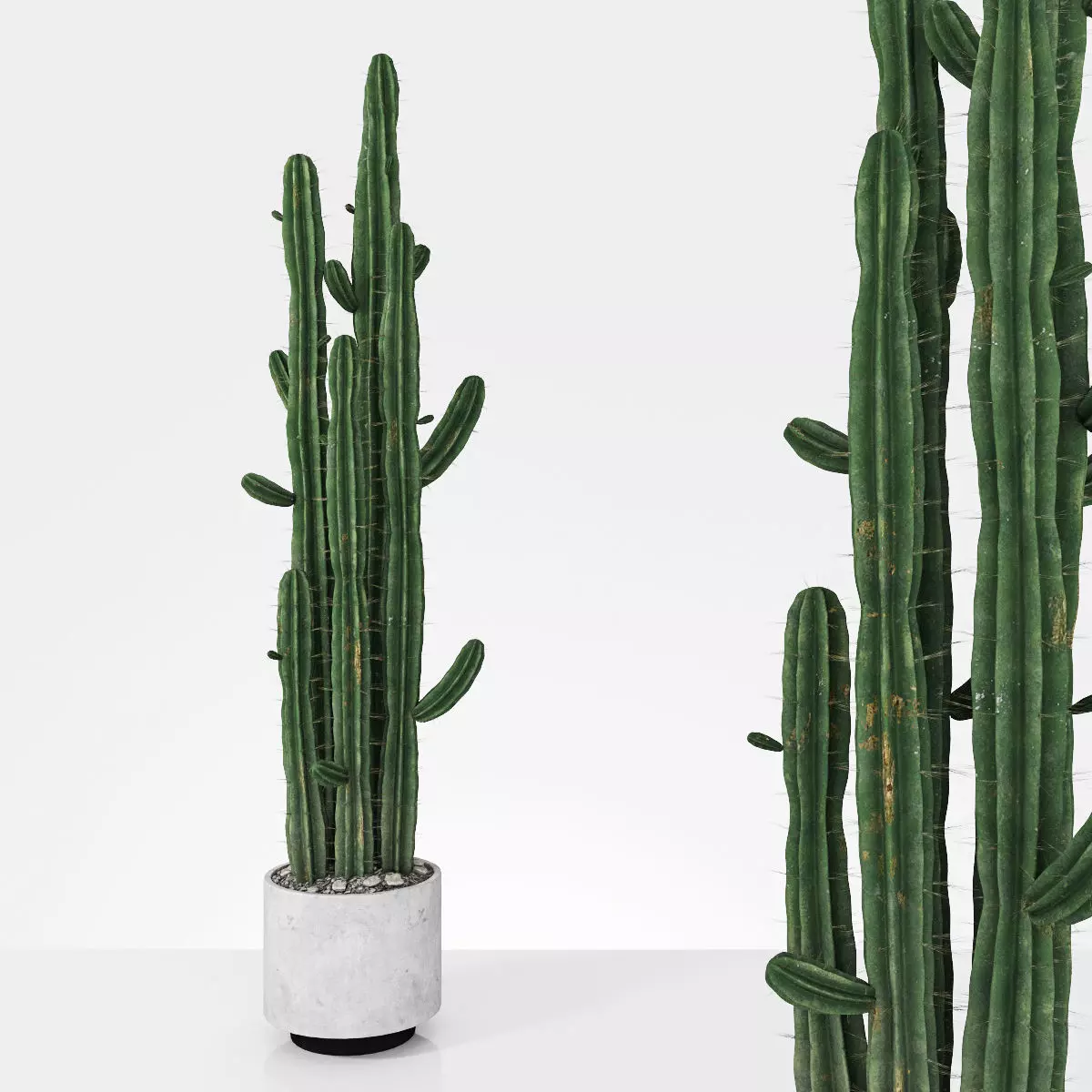 Plant 6 2 two cactus plants in pot 3D model_0