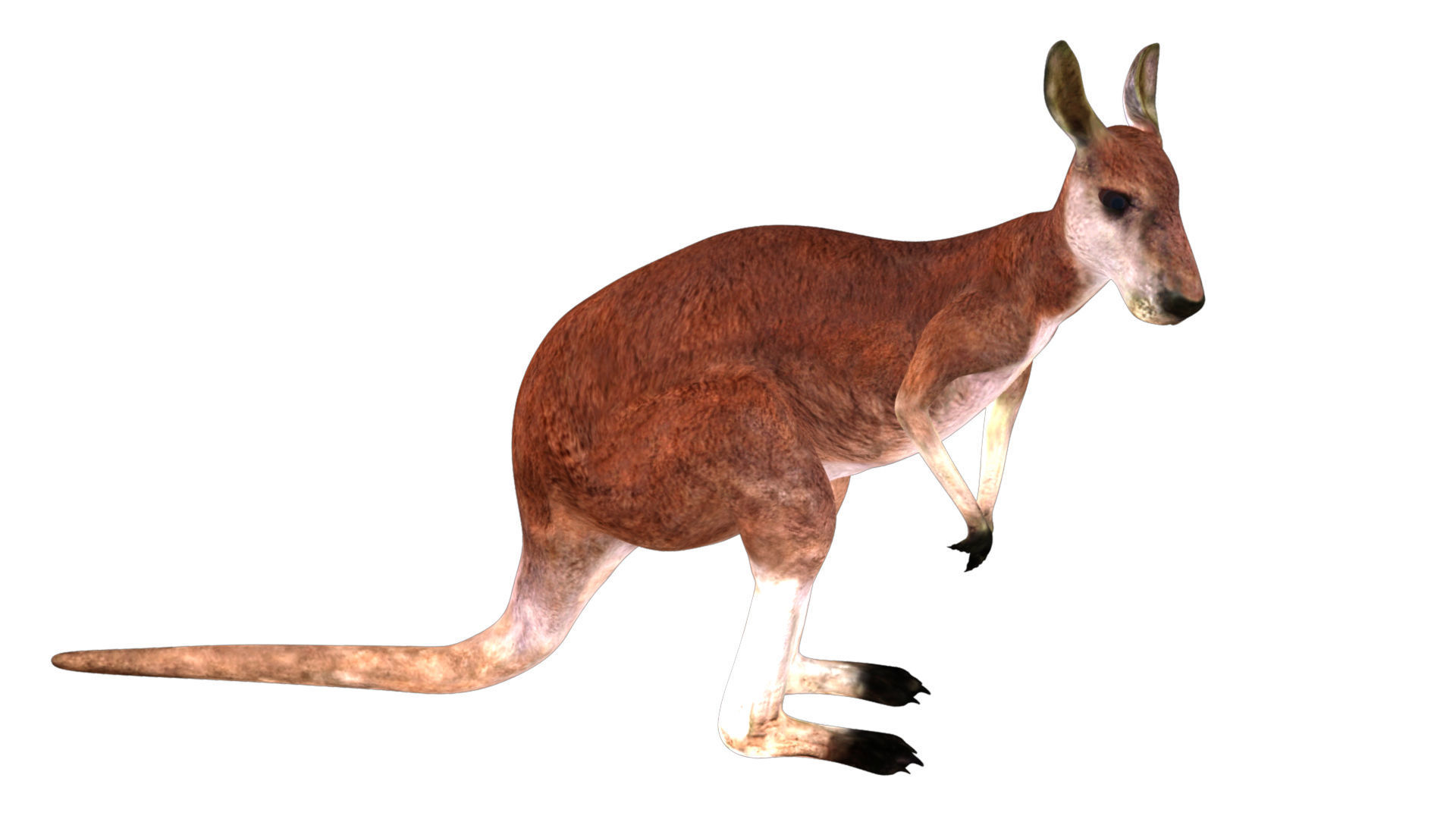 Kangaroo Rigged and Animated 3D model_6