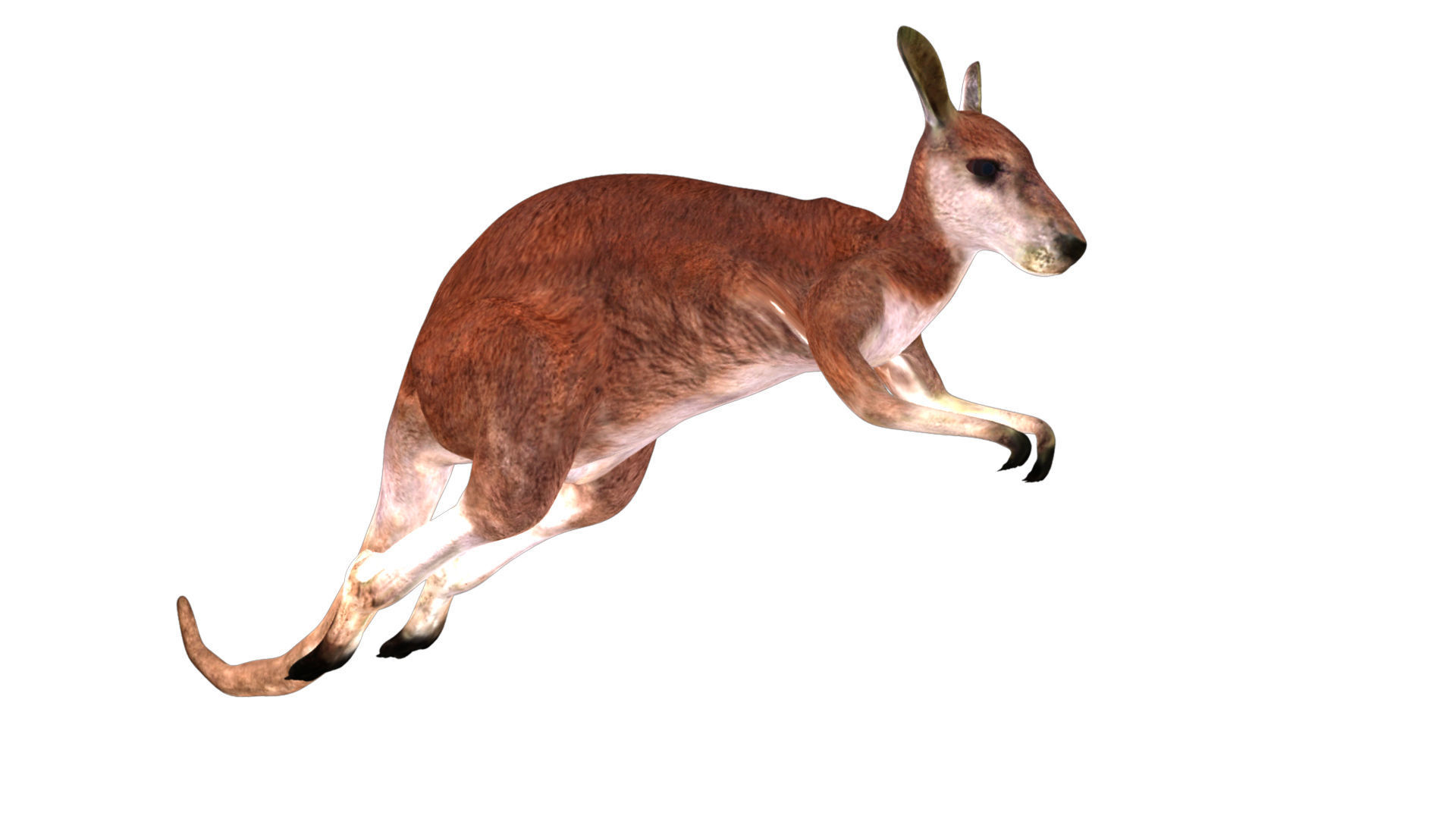 Kangaroo Rigged and Animated 3D model_2