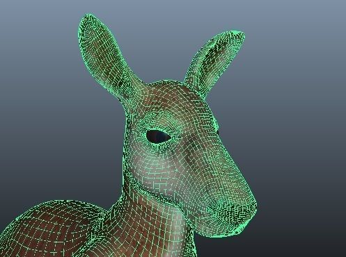 Kangaroo Rigged and Animated 3D model_10