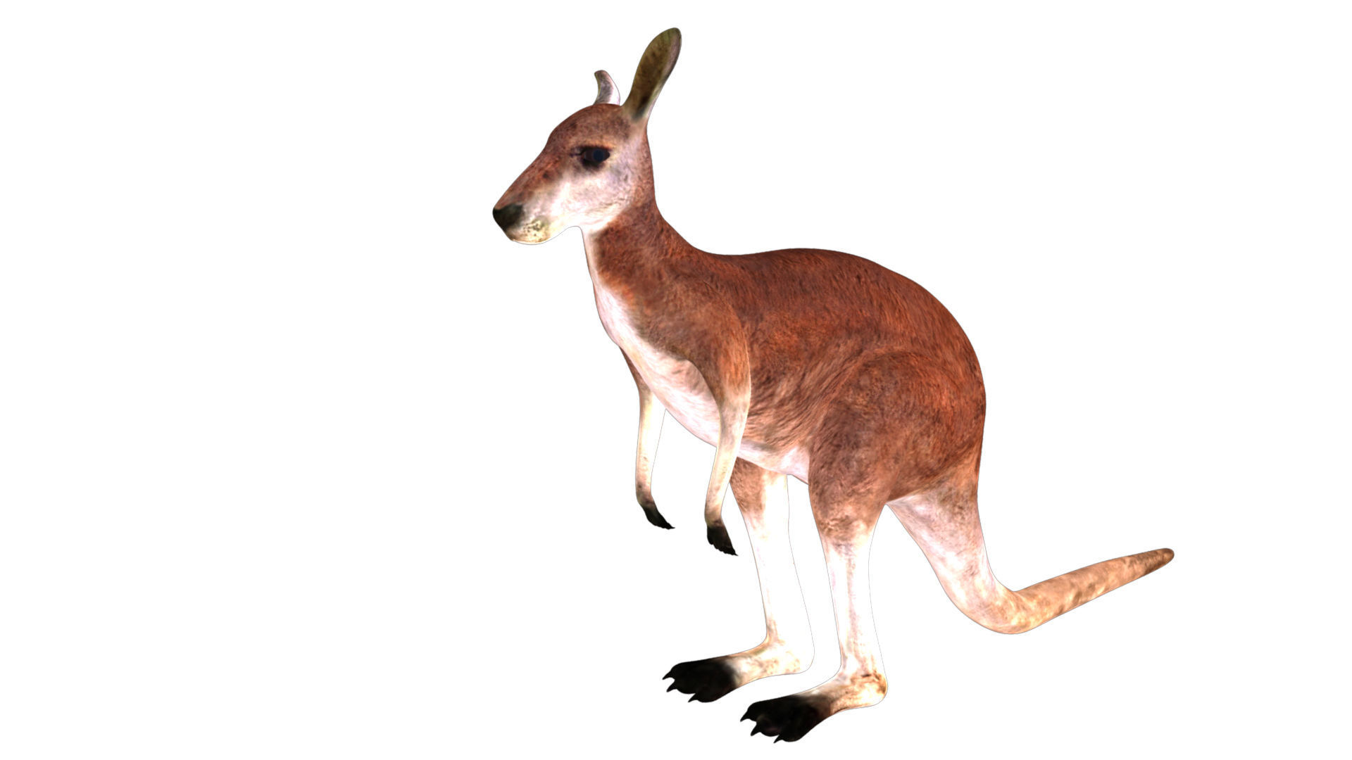 Kangaroo Rigged and Animated 3D model_4