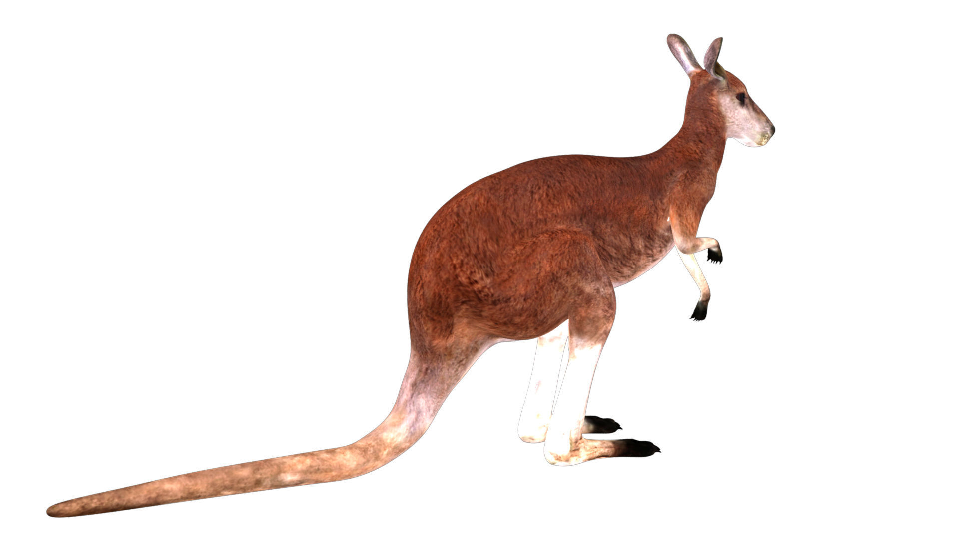 Kangaroo Rigged and Animated 3D model_5