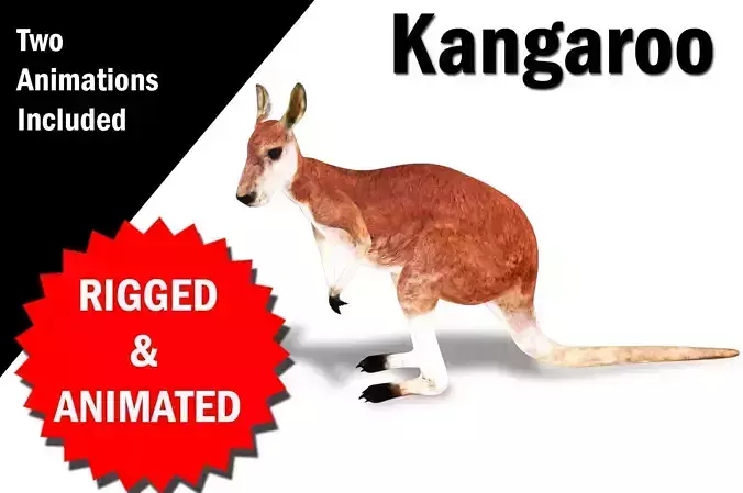 Kangaroo Rigged and Animated 3D model