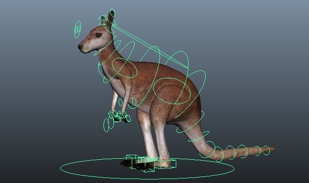 Kangaroo Rigged and Animated 3D model_8