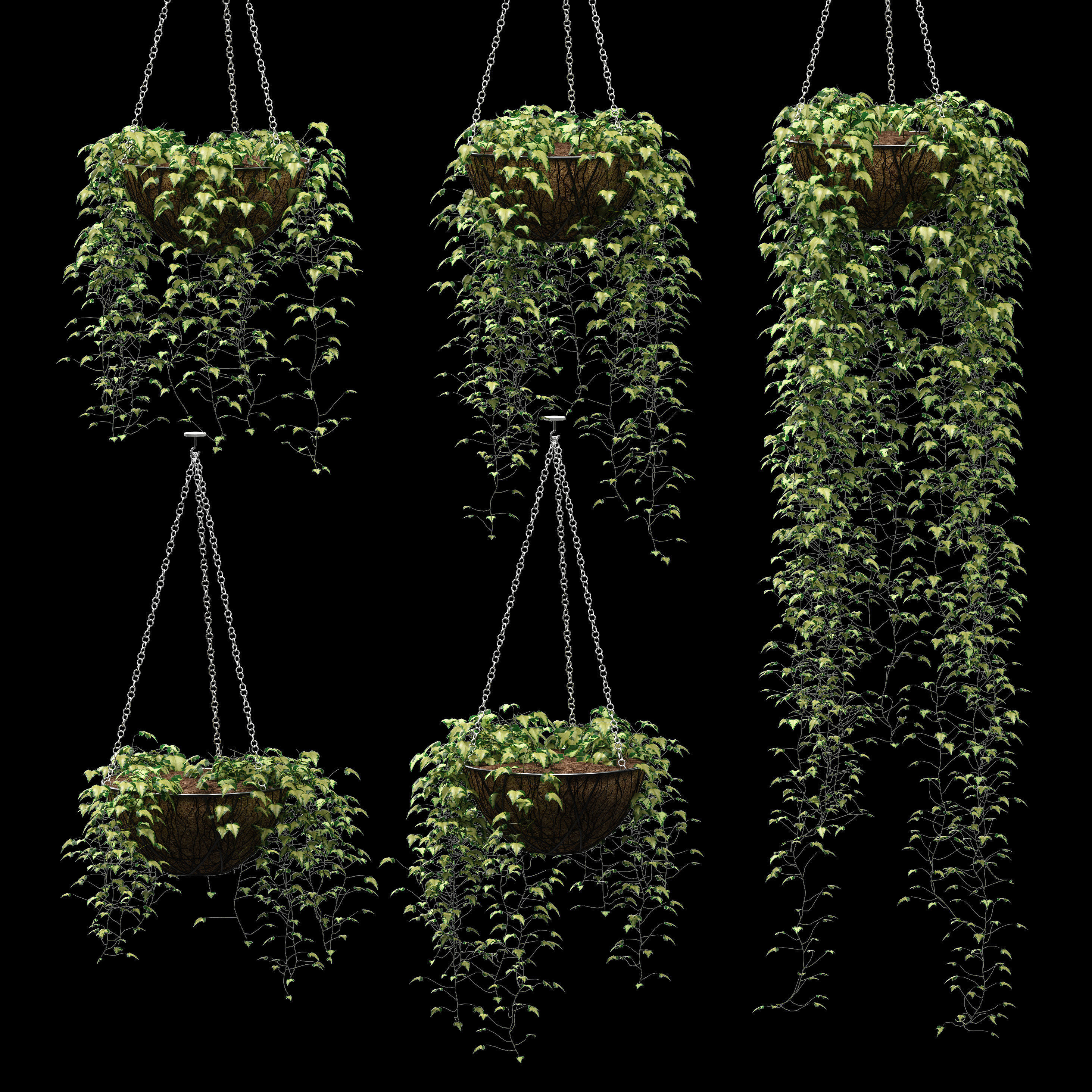 Hanging ivy in pots - 5 models 3D model_1