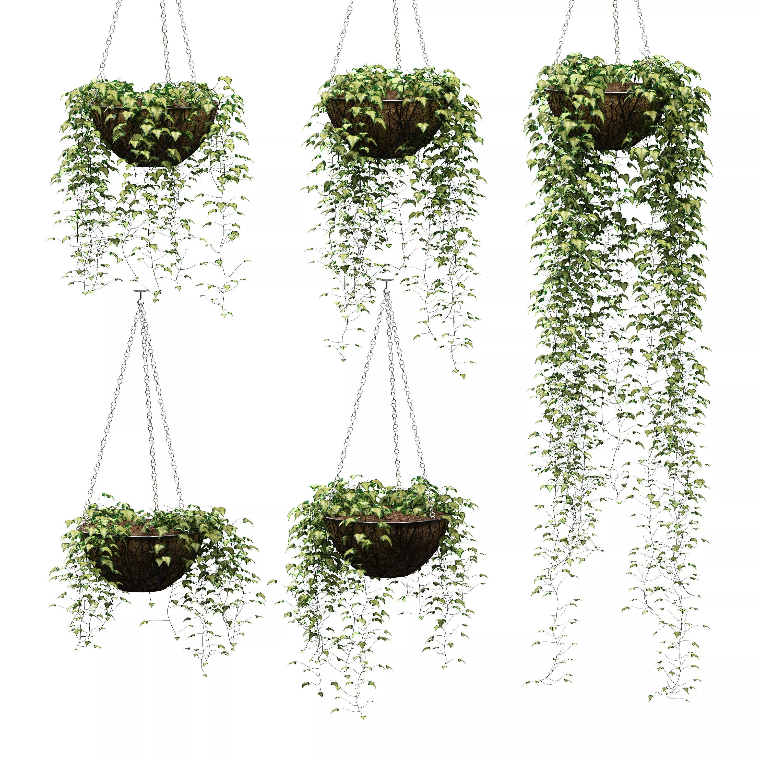 Hanging ivy in pots - 5 models 3D model_0