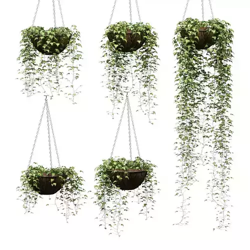 Hanging ivy in pots - 5 models