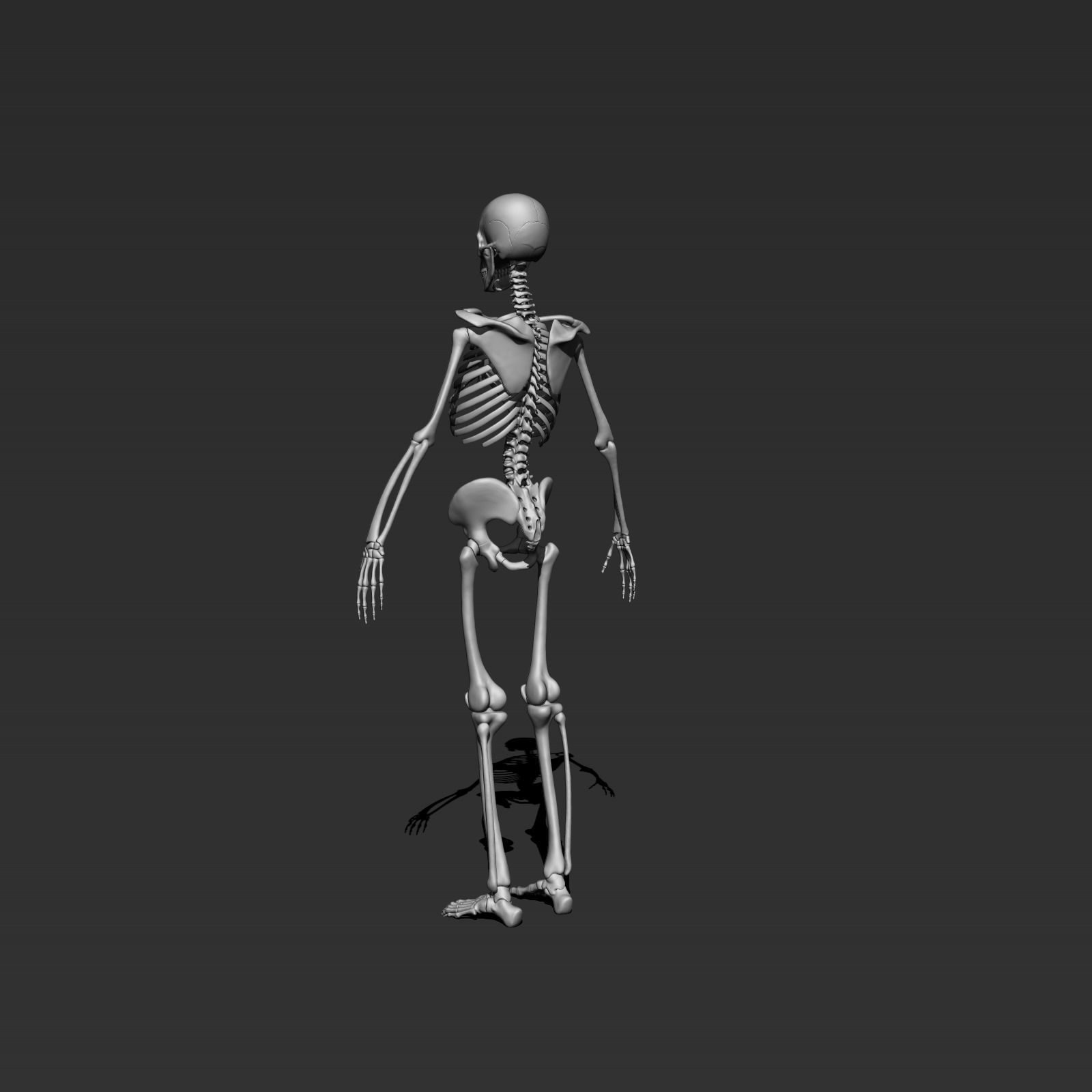 skeleton model 3d 3D model_4