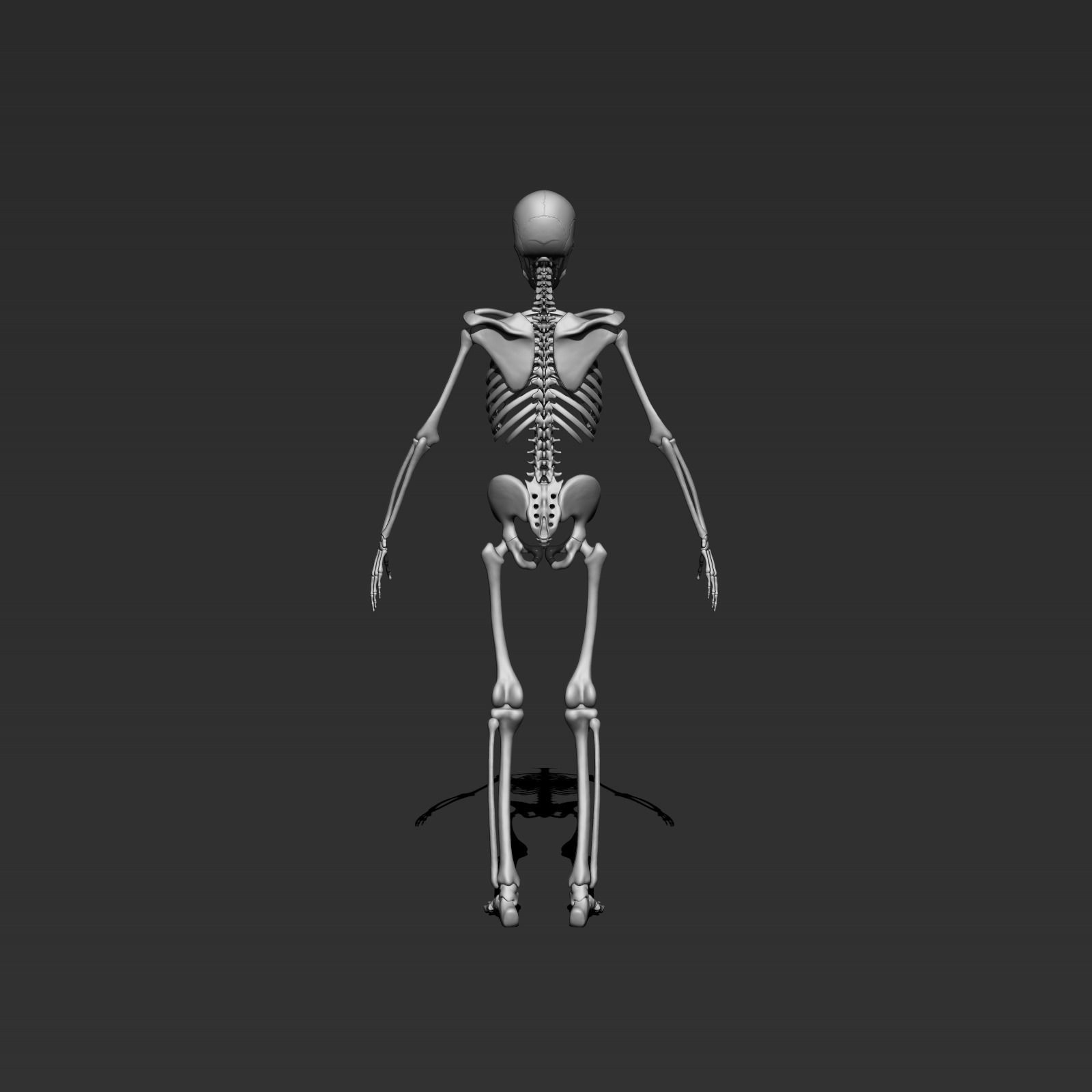 skeleton model 3d 3D model_6