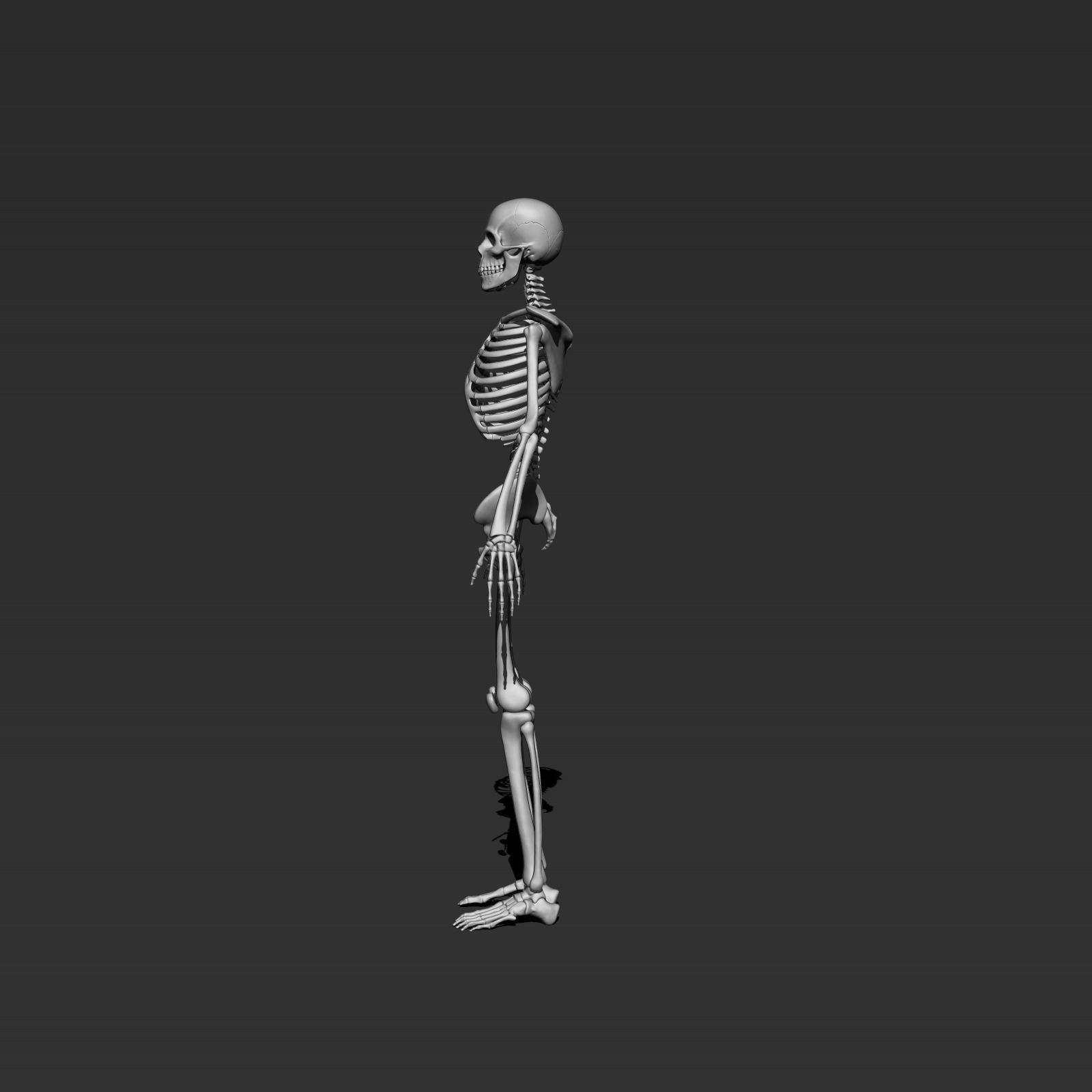 skeleton model 3d 3D model_3