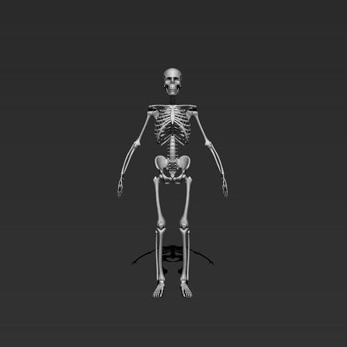 skeleton model 3d 3D model
