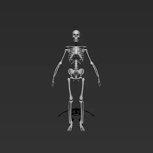 skeleton model 3d